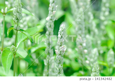 ACANTHACEAE or Justicia betonica L or Squirrels tail or White shrimp plant or white and green flower 141342482