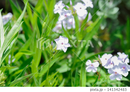Garden Phlox or Herbaceous perennial or Phlox drummondii Hook or Polemoniaceae or Pride of Texas or Star Phlox or light purple flower Garden Phlox or Herbaceous perennial or Phlox drummondii Hook or Polemoniaceae or Pride of Texas or Star Phlox or light purple flower 141342483