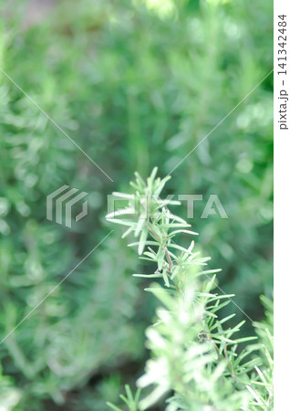 rosemary, rosmarinus or rosmarinus officinalis 141342484