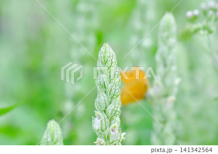 ACANTHACEAE or Justicia betonica L or Squirrels tail or White shrimp plant or white and green flower ACANTHACEAE or Justicia betonica L or Squirrels tail or White shrimp plant or white and green flower 141342564