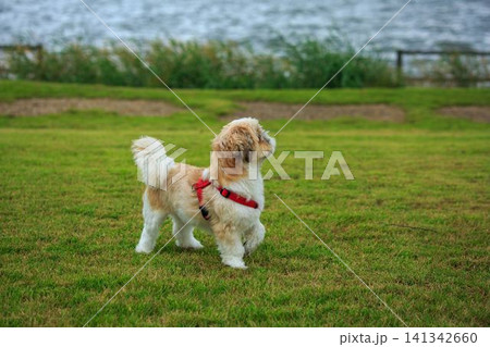 ワンちゃん ワンちゃん 141342660