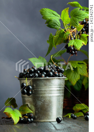 Black currants in an old metal bucket on a black wooden table. Black currants in an old metal bucket on a black wooden table. 141342741