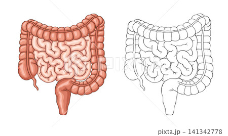 Human Large and Small Intestine Anatomy, Colored and Outline Vector Medical Illustration Human Large and Small Intestine Anatomy, Colored and Outline Vector Medical Illustration 141342778