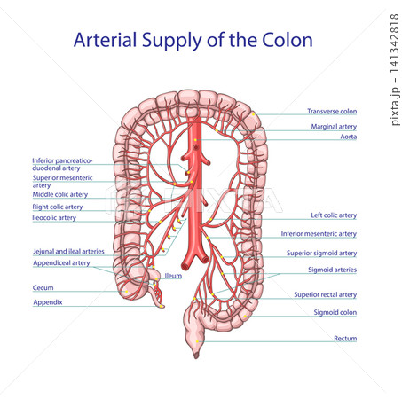 Arterial Supply of the Colon and Rectum Anatomy Vector Illustration Arterial Supply of the Colon and Rectum Anatomy Vector Illustration 141342818