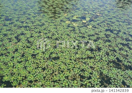 池一面に繁茂した菱の葉 池一面に繁茂した菱の葉 141342839