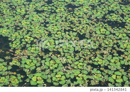 池一面に繁茂した菱の葉 池一面に繁茂した菱の葉 141342841