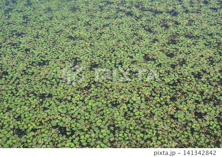 池一面に繁茂した菱の葉 池一面に繁茂した菱の葉 141342842