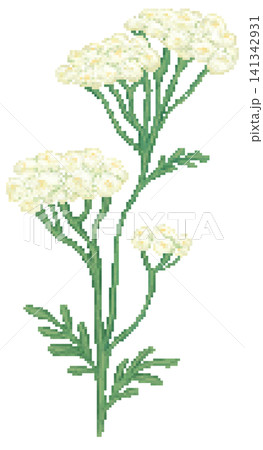 Yarrow flower in pixel art Yarrow flower in pixel art 141342931