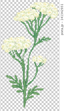 Yarrow flower in pixel art Yarrow flower in pixel art 141342931