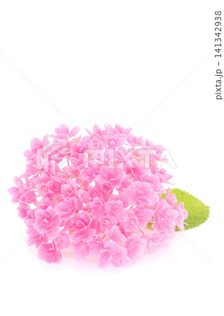 アジサイ ピンク色の花 八重咲きで細かい 明るい背景 アジサイ ピンク色の花 八重咲きで細かい 明るい背景 141342938