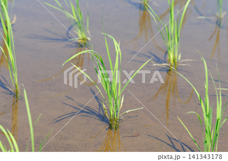田植え 水田 田植え 水田 141343178