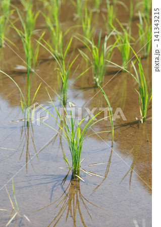 田植え 水田 141343215