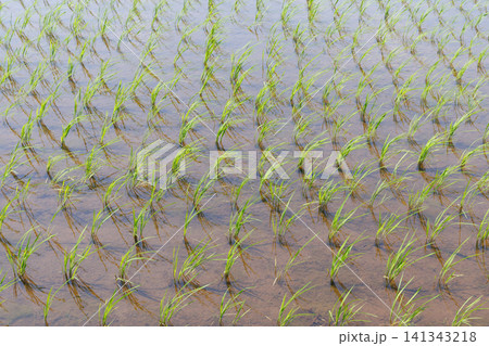 田植え 水田 田植え 水田 141343218