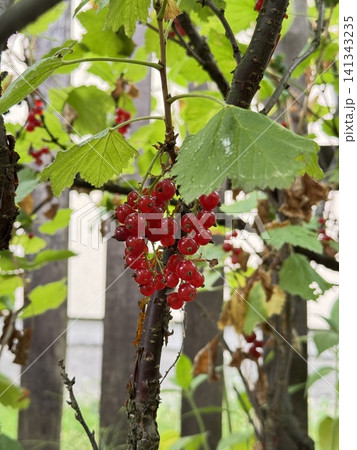 Fresh Red Currants on Bush Branch with Green Leaves in Garden Fresh Red Currants on Bush Branch with Green Leaves in Garden 141343235