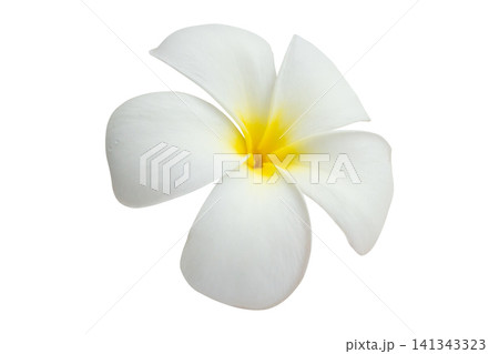White frangipani flower isolated on white background 141343323