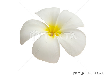 White frangipani flower isolated on white background White frangipani flower isolated on white background 141343324
