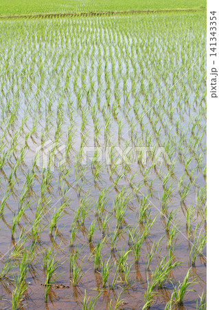 田植え 水田 田植え 水田 141343354