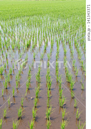 田植え 水田 田植え 水田 141343371