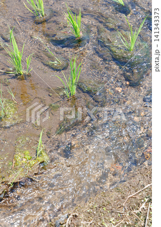 田植え 水田 田植え 水田 141343373