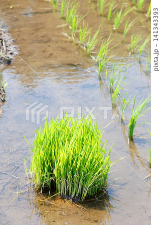 田植え 水田 田植え 水田 141343393