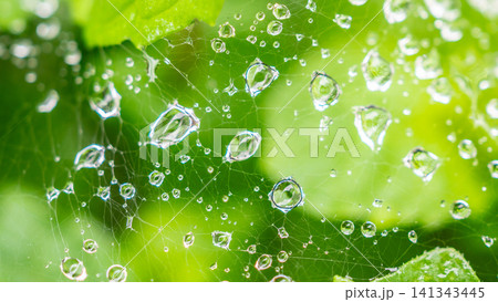 Rain water drops on spider web Rain water drops on spider web 141343445