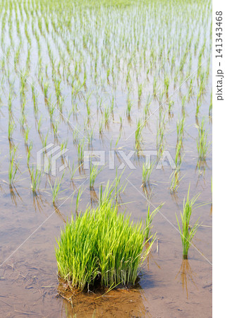 田植え 水田 田植え 水田 141343468
