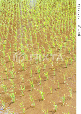 田植え 水田 141343513