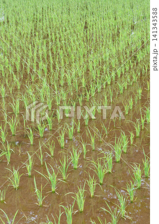 田植え 水田 田植え 水田 141343588