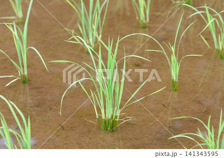 田植え 水田 田植え 水田 141343595