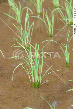 田植え 水田 141343596