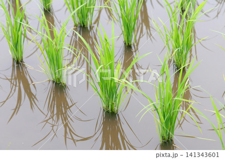 田植え 水田 田植え 水田 141343601