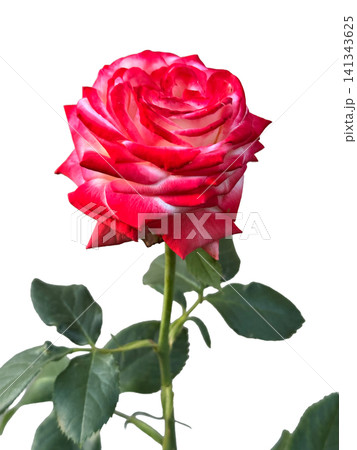 Bright blooming red rose flower with white petal edges and green leaves on stem isolated on transparent background, concept of romantic love Bright blooming red rose flower with white petal edges and green leaves on stem isolated on transparent background, concept of romantic love 141343625