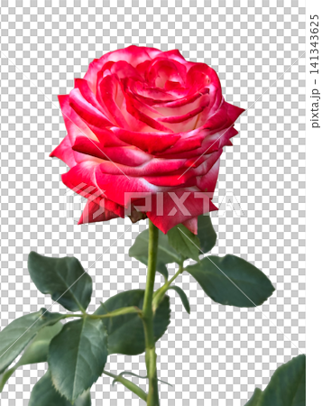 Bright blooming red rose flower with white petal edges and green leaves on stem isolated on transparent background, concept of romantic love Bright blooming red rose flower with white petal edges and green leaves on stem isolated on transparent background, concept of romantic love 141343625