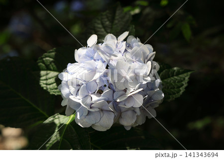 綺麗な紫陽花 綺麗な紫陽花 141343694