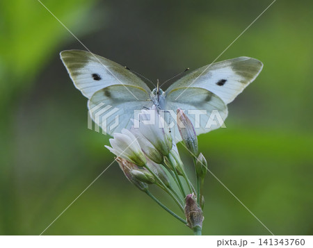 白いナズナの花にとまる白いモンシロチョウ 141343760