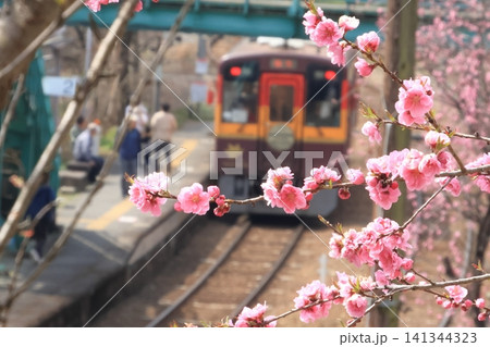 わたらせ渓谷鉄道 春 はなもも わたらせ渓谷鉄道 春 はなもも 141344323