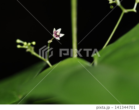 オオカモメヅルの花 141344701