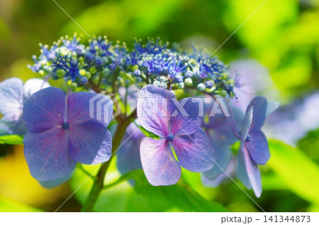 光の入りが綺麗な紫陽花 光の入りが綺麗な紫陽花 141344873