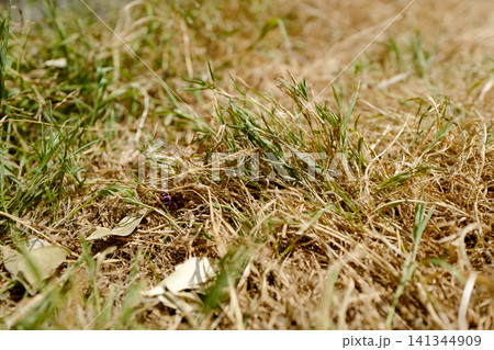 Small patches of green grass surviving amidst dry, dead lawn. The consequences of a heatwave. Small patches of green grass surviving amidst dry, dead lawn. The consequences of a heatwave. 141344909