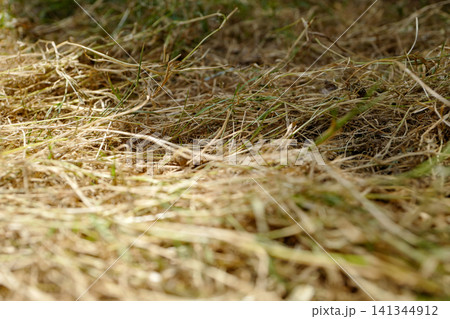 Small patches of green grass surviving amidst dry, dead lawn. The consequences of a heatwave. Small patches of green grass surviving amidst dry, dead lawn. The consequences of a heatwave. 141344912