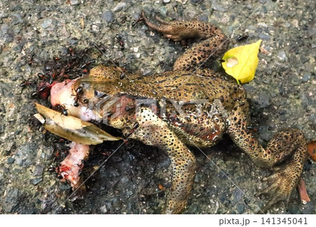 ガマガエルの轢死体 ガマガエルの轢死体 141345041