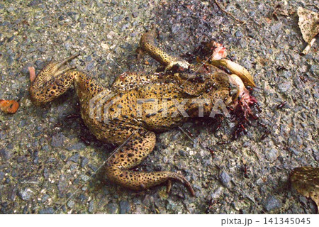 ガマガエルの轢死体 ガマガエルの轢死体 141345045