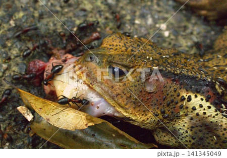 ガマガエルの轢死体 ガマガエルの轢死体 141345049