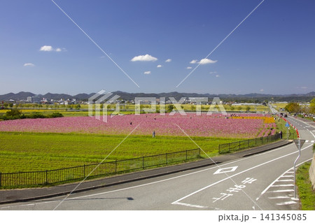 ひまわりの丘公園のコスモス畑/兵庫県小野市浄谷町 ひまわりの丘公園のコスモス畑/兵庫県小野市浄谷町 141345085