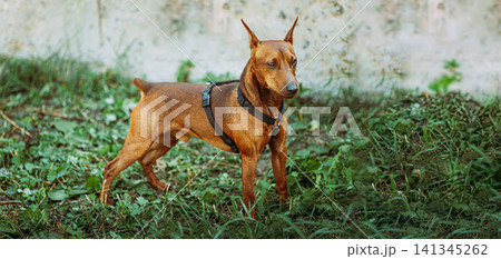 Miniature Pinscher standing on green grass Miniature Pinscher standing on green grass 141345262