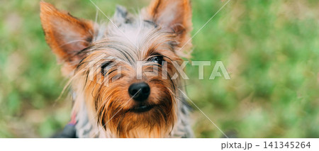 Close-up portrait of an adorable Yorkshire Terrier Close-up portrait of an adorable Yorkshire Terrier 141345264