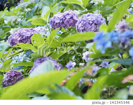 紫陽花の群生と前景ボケが作る奥行きのある庭園風景 紫陽花の群生と前景ボケが作る奥行きのある庭園風景 141345346