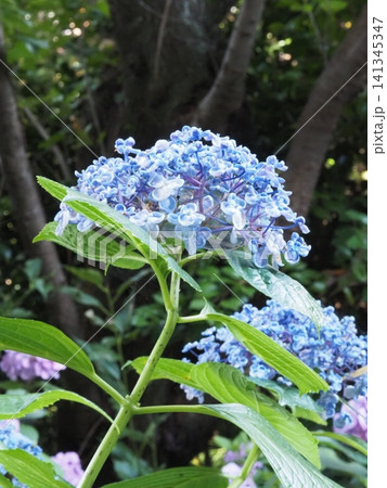 青いガクアジサイの装飾花、繊細な花芯の造形美 青いガクアジサイの装飾花、繊細な花芯の造形美 141345347