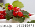 Glossy red currant berries clustered on green leaves with soft natural light, translucent skins, rich color, and shallow depth of field creating fresh garden still life appeal 141345673