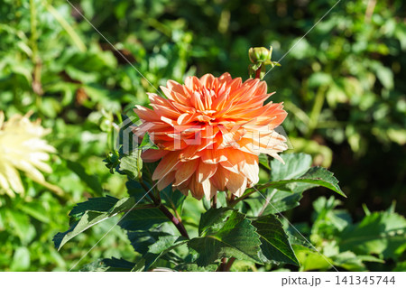 Peach pink Dahlia pinnata or decorative dahlia blooming in sunny autumn flower garden, flowerbed Peach pink Dahlia pinnata or decorative dahlia blooming in sunny autumn flower garden, flowerbed 141345744